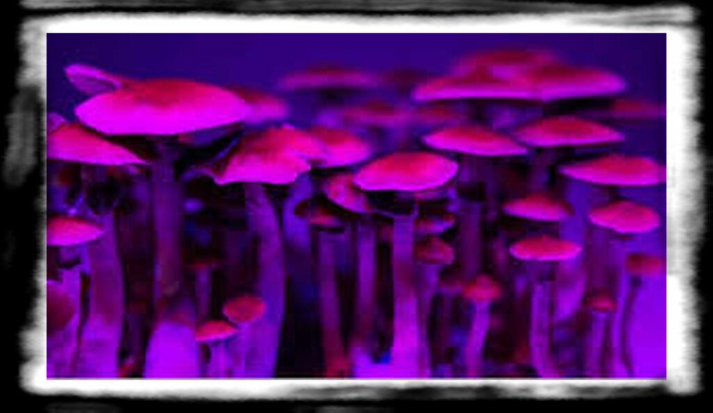 Strongest Magic Mushroom Species th shutterstock psilocybin mushroom