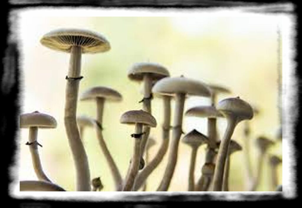 Strongest Magic Mushroom Species th shutterstock