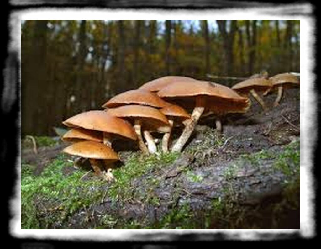 Strongest Magic Mushroom Species th skullcaps mushrooms autumn skullcap