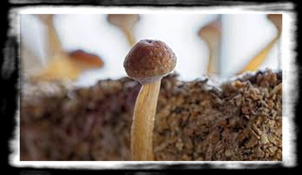 Strongest Magic Mushroom Species th strains of magic mushrooms