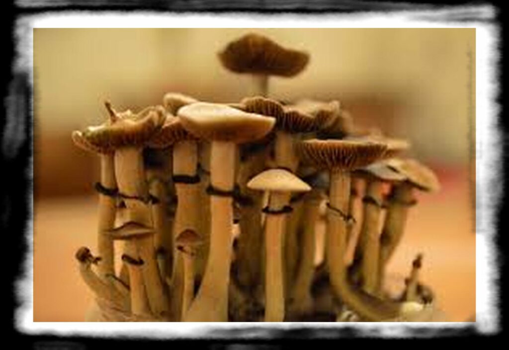 Strongest Magic Mushroom Species th strongest strain of mushroom kingcrop