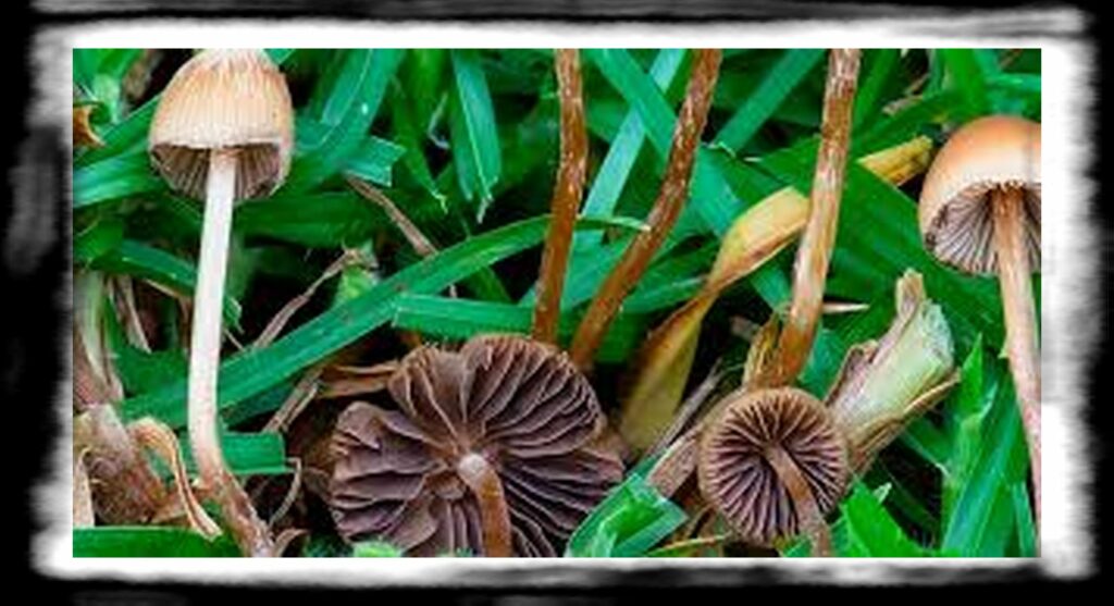 Strongest Magic Mushroom Species th svampe x