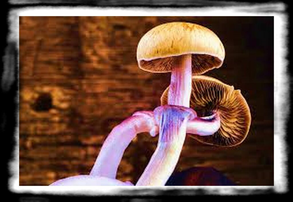 Strongest Magic Mushroom Species th teotlnanacatl psychedelic mushroom