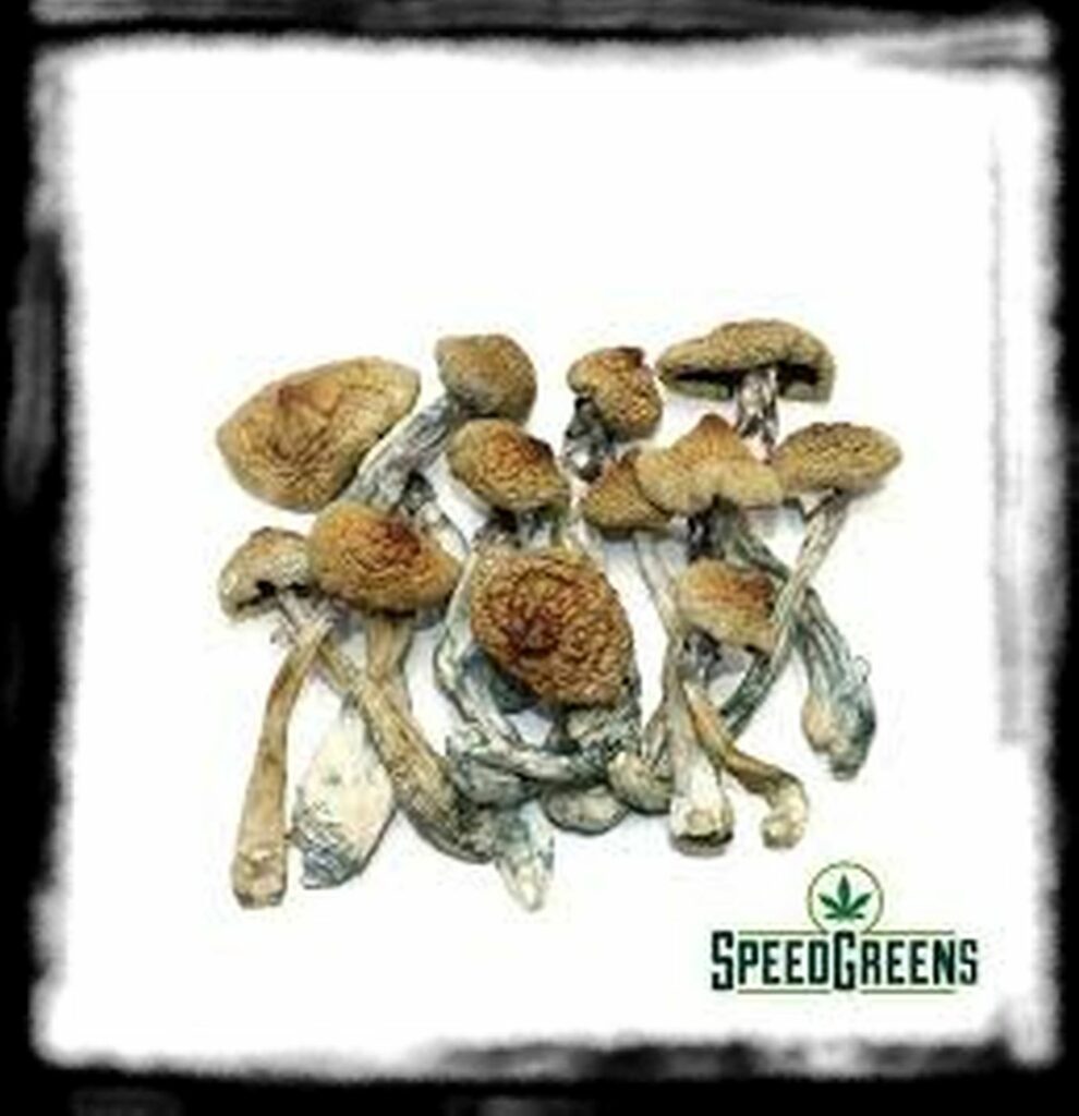 Strongest Magic Mushroom Species th texas yellow caps optimized x