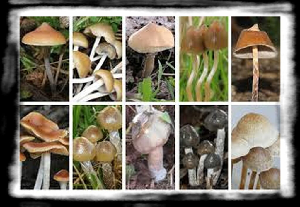 Strongest Magic Mushroom Species th types of magic mushrooms
