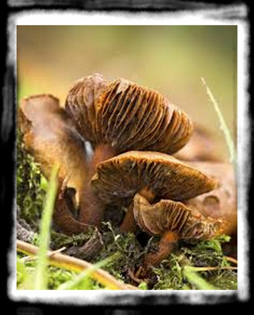 Strongest Magic Mushroom Species th webcaps Europe Ingestion mushrooms symptoms