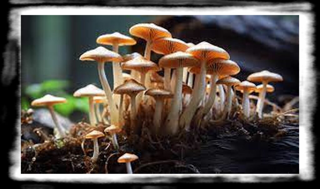 Strongest Magic Mushroom Species th what is the strongest psilocybe mushroom