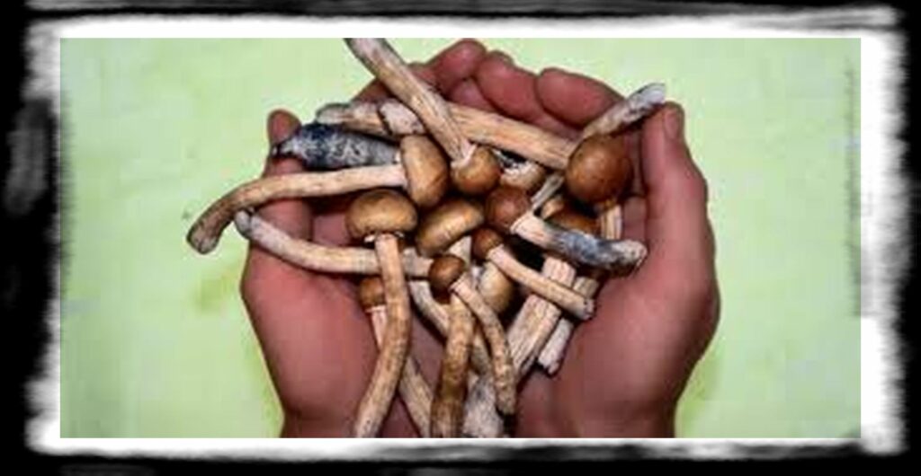 Strongest Magic Mushroom Species th what to expect during a magic mushroom trip and how long shrooms stay in your system