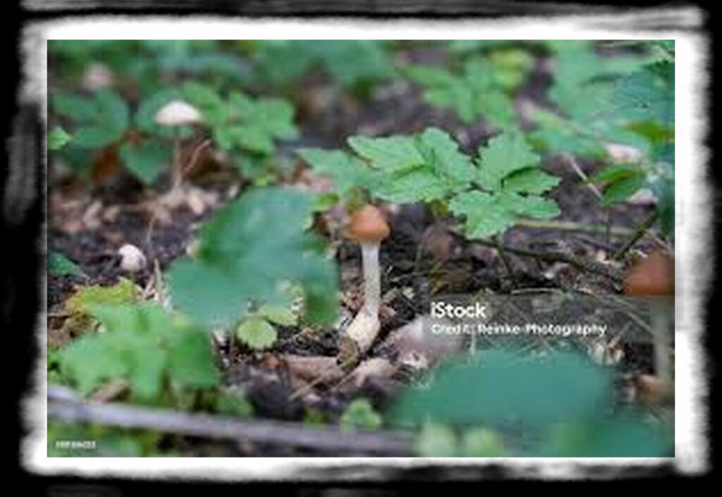 Strongest Magic Mushroom Species th wild growing psilocybe cyanescens magic mushroom