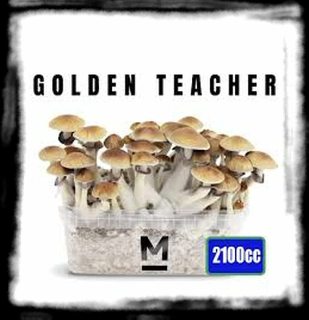 Strongest Magic Mushroom Species th xl golden teacher gt magic mushroom growkit cc medium